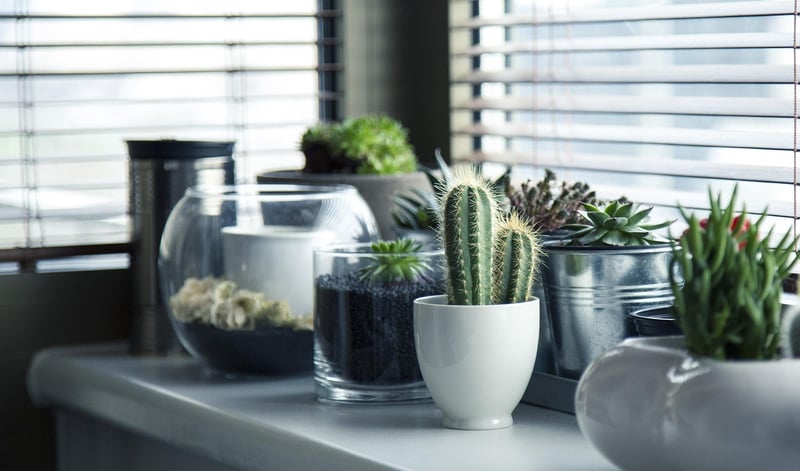 High Light Plants